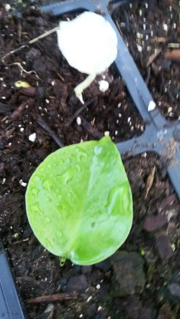 Monstera Deliciosa Seedlings - Green Variegated Tropical Indoor Plant - Rare Houseplant - Monstera deliciosa Seedling