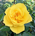 Yellow St. Patrick Rose Cuttings - 3 Stem for Rooting Grafting Rosa 'St. Patrick' Garden Plant
