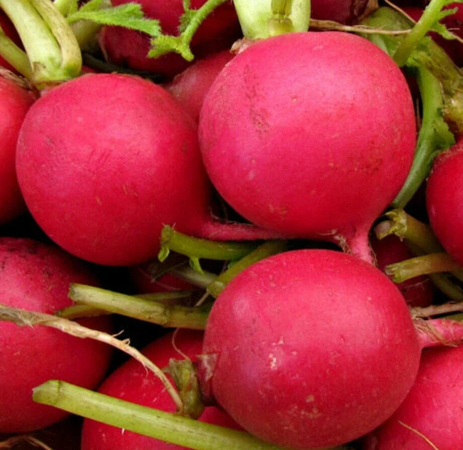 German Giant Radish Seeds - Large Red Globe Vegetable Seeds - Crimson Raphanus sativus, Pack of 100