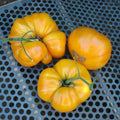 Kentucky Beefsteak Tomato Seeds - 100 Non-GMO Heirloom Solanum lycopersicum for Large Juicy Tomatoes