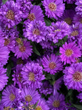 Purple Gem Marigold Seeds - 25+ Pack, Tagetes patula, Vibrant Deep Purple Blooms, Garden Planting, Non-GMO, USA Grown