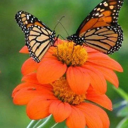 Sunflower Seeds - Non-GMO Mexican Torch Variety - Attracts Bees, Butterflies, Hummingbirds - Helianthus maximiliani Seed Packet