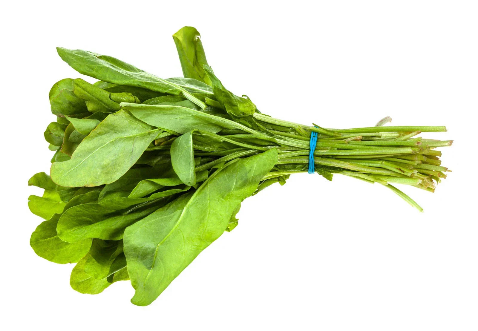 Broad Leaf Sorrel Seeds 1000+ Non-GMO Heirloom Herb Rumex acetosa Culinary Garden Planting