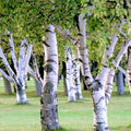 White Paper Birch Tree Seeds Betula Pendula European Hardwood Tree Seeds for Garden & Landscape