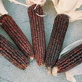 Ornamental Corn Seeds - Bloody Butcher Variety - Red Kernels - Zea mays 'Bloody Butcher' for Landscaping & Garden Decor