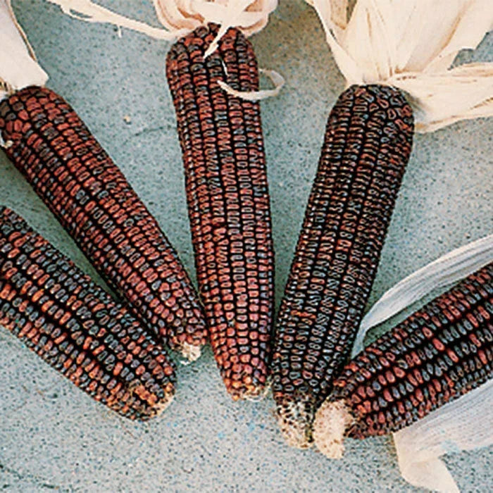 Ornamental Corn Seeds - Bloody Butcher Variety - Red Kernels - Zea mays 'Bloody Butcher' for Landscaping & Garden Decor