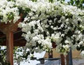 Live Bougainvillea Starter Plant Key West White - Well Rooted Plug - Bougainvillea glabra - Tropical Garden Plant