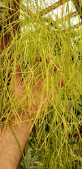 Unrooted Rhipsalis burchellii Cuttings - Mistletoe Cactus, Rare Jungle Cactus, Trailing Houseplant, Propagation Plant