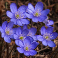 Hepatica Bare-Root Plant | Blue Flowering Anemone hepatica | Perennial Ground Cover for Shade Gardens