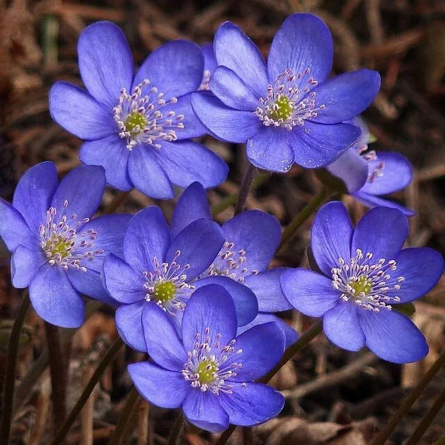 Hepatica Bare-Root Plant | Blue Flowering Anemone hepatica | Perennial Ground Cover for Shade Gardens