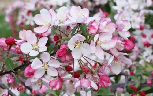 Crabapple Seeds – Malus floribunda Garden Planting, Pink & White Flowers, USA Grown, 25+ Seeds