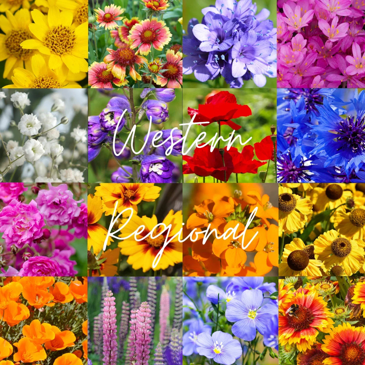 Bulk Wildflower Seed Mix 1/2 lb for Western U.S. Native Wildflowers, Drought-Resistant, Attracts Pollinators, Covers 1,600 sq ft