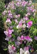 Semi-Dwarf Sweet Pea Seeds - Teresa Maureen Variety - Fragrant Flowers - Lathyrus odoratus - Garden & Container Planting