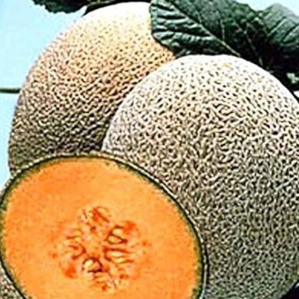Organic Hales Best Jumbo Cantaloupe Seeds - Heirloom Cucumis melo for Home Gardening, Juicy, Sweet Melons, Non-GMO, Pack of 25+