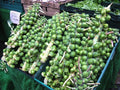 Brussels Sprout Seeds - 200 Count, Multi-Harvest, Heavy Yield, Brassica oleracea var. gemmifera, Non-GMO, Open-Pollinated
