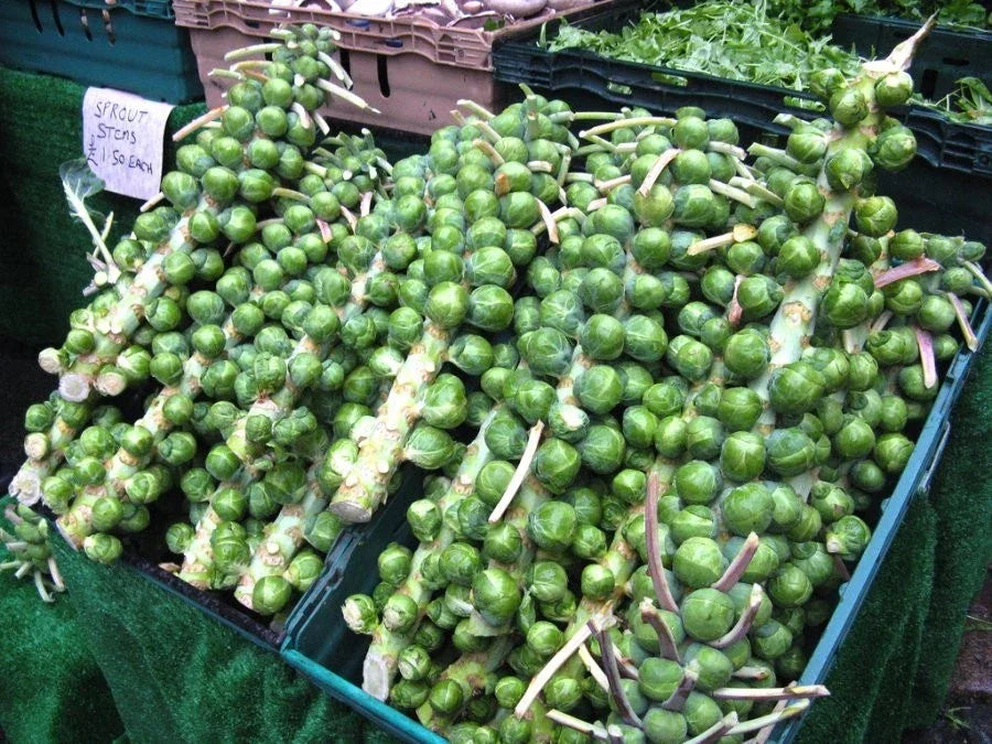 Brussels Sprout Seeds - 200 Count, Multi-Harvest, Heavy Yield, Brassica oleracea var. gemmifera, Non-GMO, Open-Pollinated