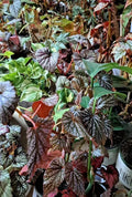 Mystery House Plant Cuttings Bouquet - Assorted Basic to Rare Varieties for Indoor Gardening