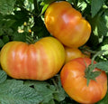 Hillbilly Tomato Seeds - 50+ Beefsteak Indeterminate Solanum lycopersicum, Heirloom, Yellow-Orange Fruit, Garden Vegetable