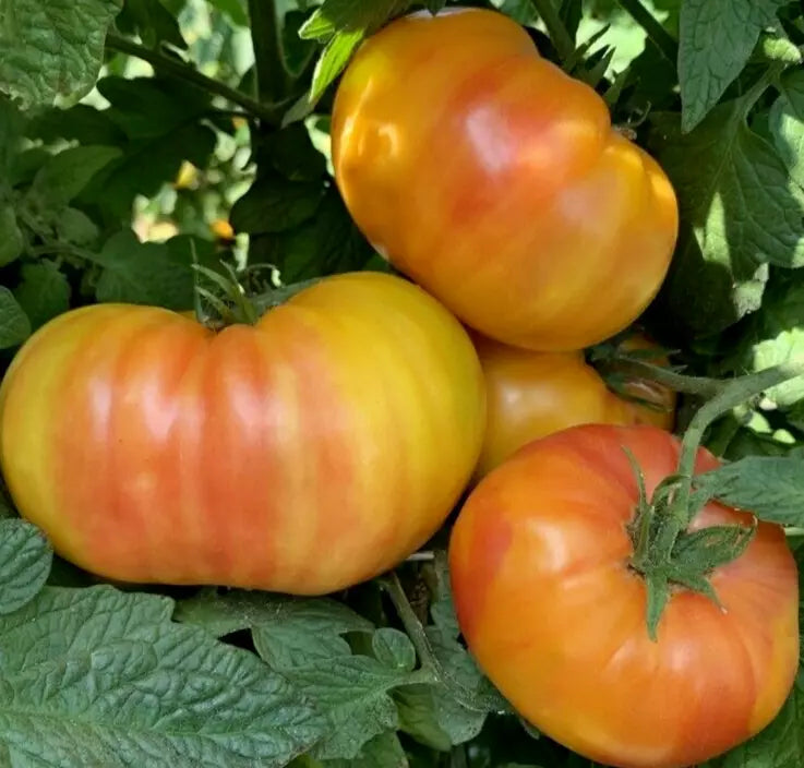 Hillbilly Tomato Seeds - 50+ Beefsteak Indeterminate Solanum lycopersicum, Heirloom, Yellow-Orange Fruit, Garden Vegetable
