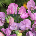 Royal Lavender Sweet Pea Seeds, Pink & Purple Flowers, Climbing Vine, Lathyrus odoratus, Garden Seeds for Trellises & Fences