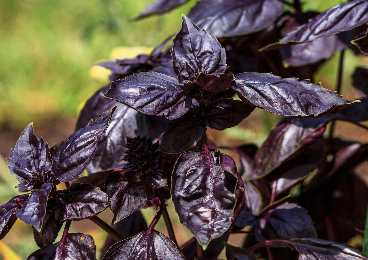 Thai Basil Seeds - Purple Heirloom Non-GMO Seeds, Ocimum basilicum, Pack of 450+ for Garden or Pots