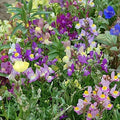 Snapdragon Fairy Bouquet Seeds - Dwarf Linaria Maroccana Annual Seeds for Vibrant Garden Display, 2000+ Seeds