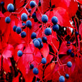 Virginia Creeper Vine Seeds - Climbing Vine, Parthenocissus quinquefolia, Fast-Growing, Hardy, Green Foliage, Fall Color