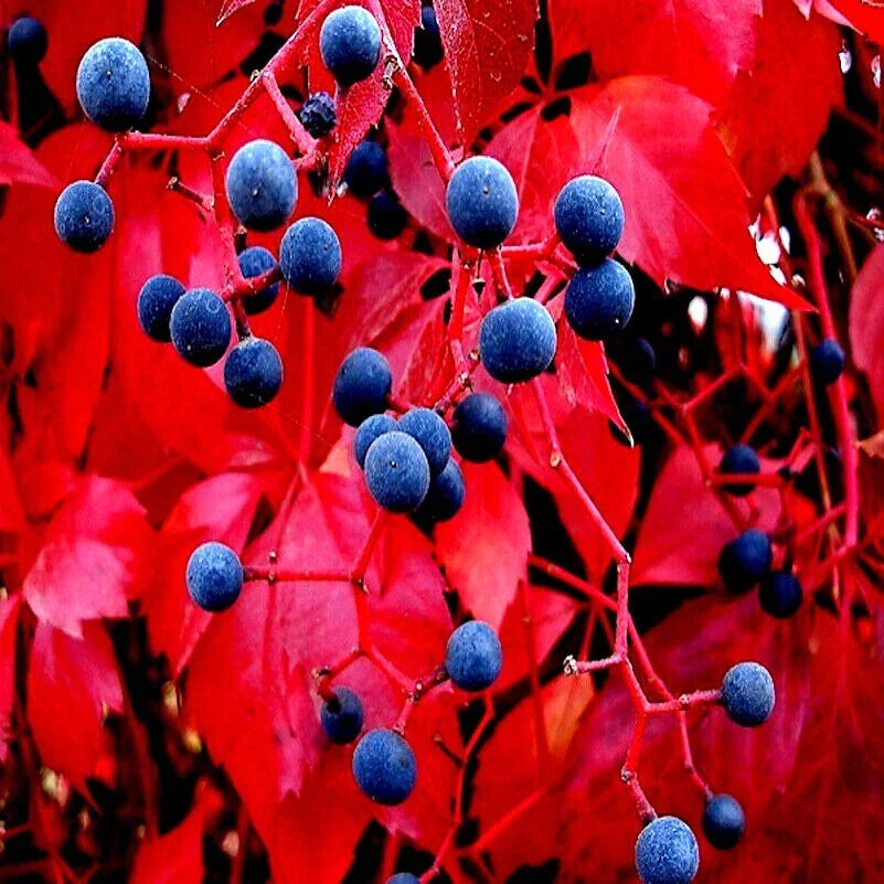 Virginia Creeper Vine Seeds - Climbing Vine, Parthenocissus quinquefolia, Fast-Growing, Hardy, Green Foliage, Fall Color