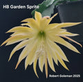 Epiphyllum 'HB Garden Sprite' Unrooted Cutting - Orchid Cactus, Tropical Houseplant, Climbing, Trailing, Epiphyllum spp.