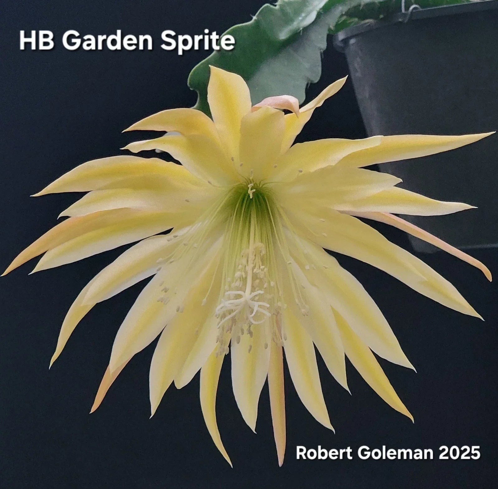 Epiphyllum 'HB Garden Sprite' Unrooted Cutting - Orchid Cactus, Tropical Houseplant, Climbing, Trailing, Epiphyllum spp.