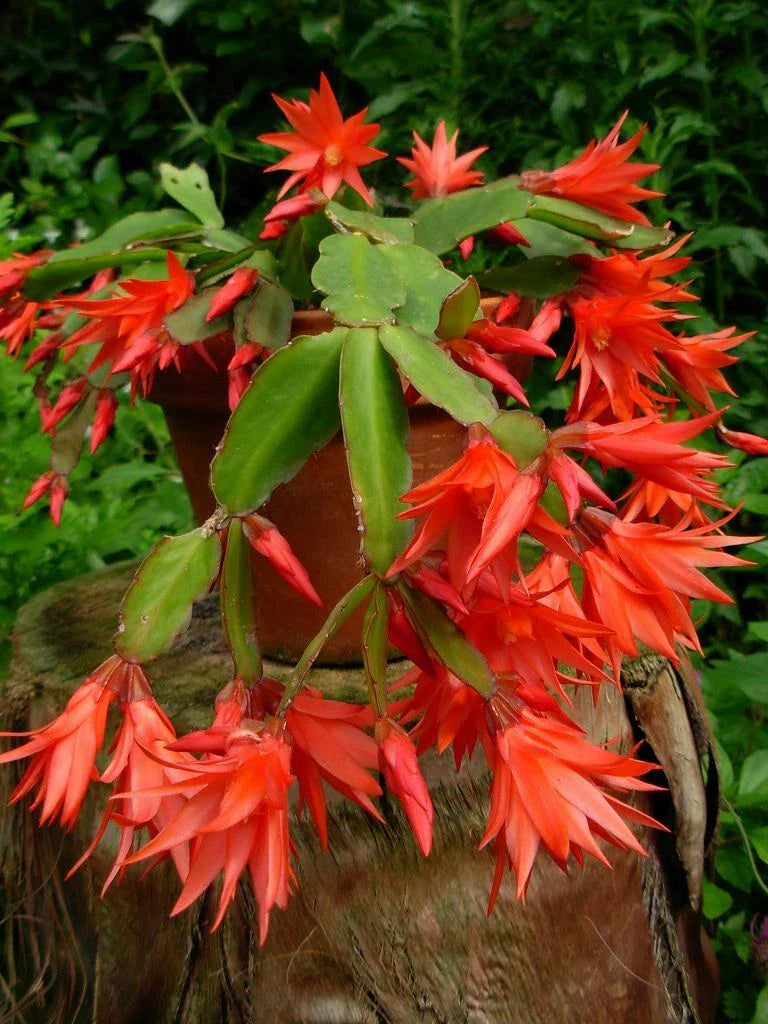 Epiphyllum Orchid Cactus Cutting Plant 6"-10" | Fresh Succulent for Indoor Gardening