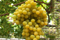 Cotton Candy Grape Cuttings - 3 Rooting Grafting Vitis vinifera Fruit Vine for Garden or Vineyard