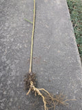 Bare Root Peach Tree - Prunus persica for Home Gardens and Orchards, 3-4 ft, Fruit-bearing, Deciduous