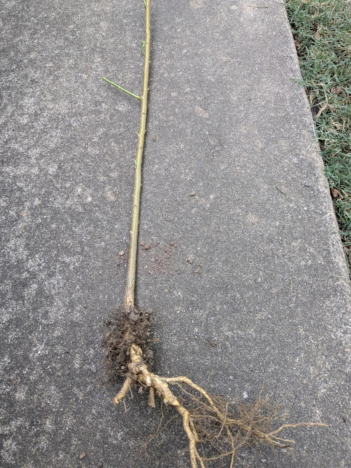 Bare Root Peach Tree - Prunus persica for Home Gardens and Orchards, 3-4 ft, Fruit-bearing, Deciduous
