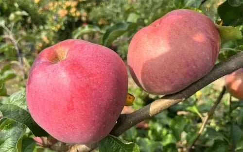 Wolf River Apple Seeds - 25+ Heirloom Fruit Tree Seeds for Gardening - Malus domestica, Large Apples, USA