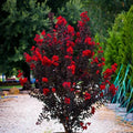 Ruby Thunderstruck Crape Myrtle Starter Plant | Lagerstroemia indica | Vibrant Ruby-Red Blooms | Rooted Garden Plant