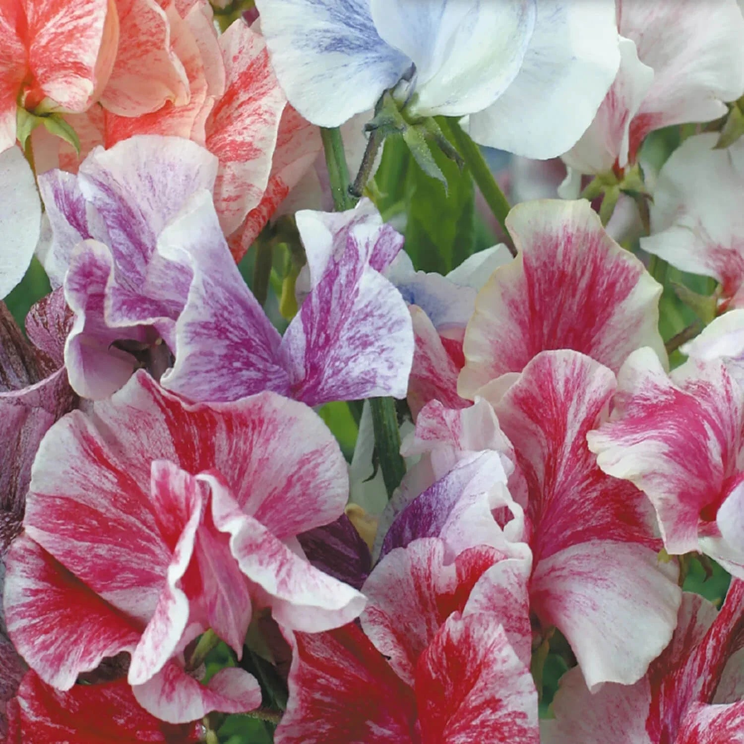 Sweet Pea Seeds Heirloom Streamer Mix Flower Seeds Lathyrus odoratus, Climbing Vine, Vibrant Colors, Fragrant Blooms, Garden Border