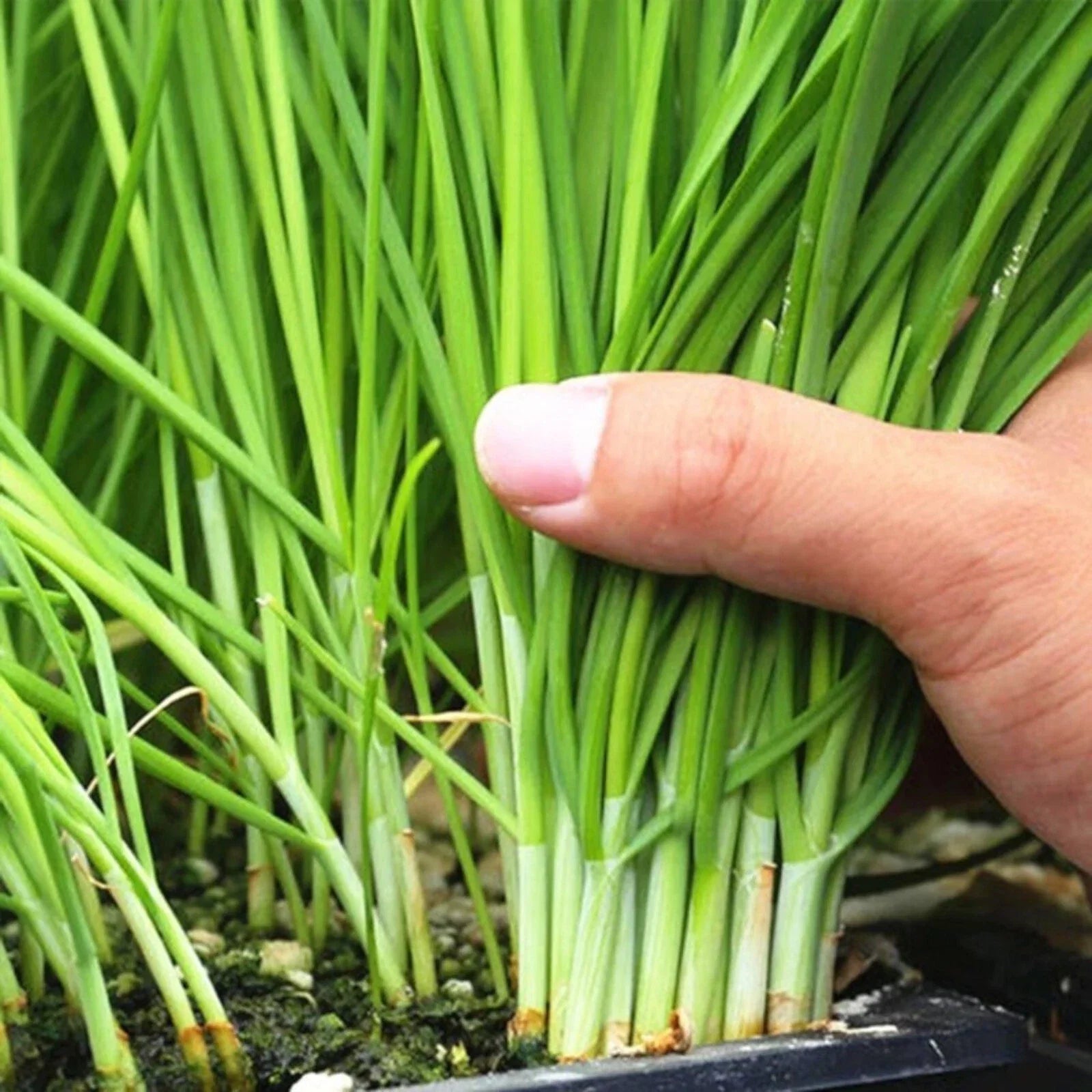 Garlic Chive Seeds - 500 Heirloom Non-GMO Seeds for Planting - Allium tuberosum, Culinary Herb, Perennial, Easy to Grow