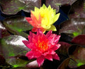 Cold Hardy Waterlily Pond Plant Wanvisa Variety Nymphaea spp. with Free Bog Plant, Aquatic Perennial for Ponds