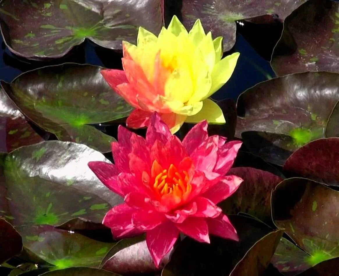 Cold Hardy Waterlily Pond Plant Wanvisa Variety Nymphaea spp. with Free Bog Plant, Aquatic Perennial for Ponds