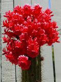 Red Torch Cactus Seeds - Bolivicereus s. Indoor Houseplant, Showy Red and Yellow Flowers, Easy to Grow, Pet Safe, 10 Seeds