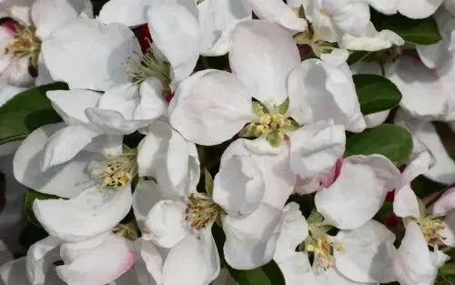 Golden Gem Crabapple Seeds - Malus domestica 'Golden Gem' for Garden Planting, Deciduous Tree, 25+ Seeds