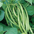 Tendergreen Green Bean Seeds – 30+ Count, Phaseolus vulgaris, Easy to Grow, High Germination, Home Garden, Climbing & Bush Varieties