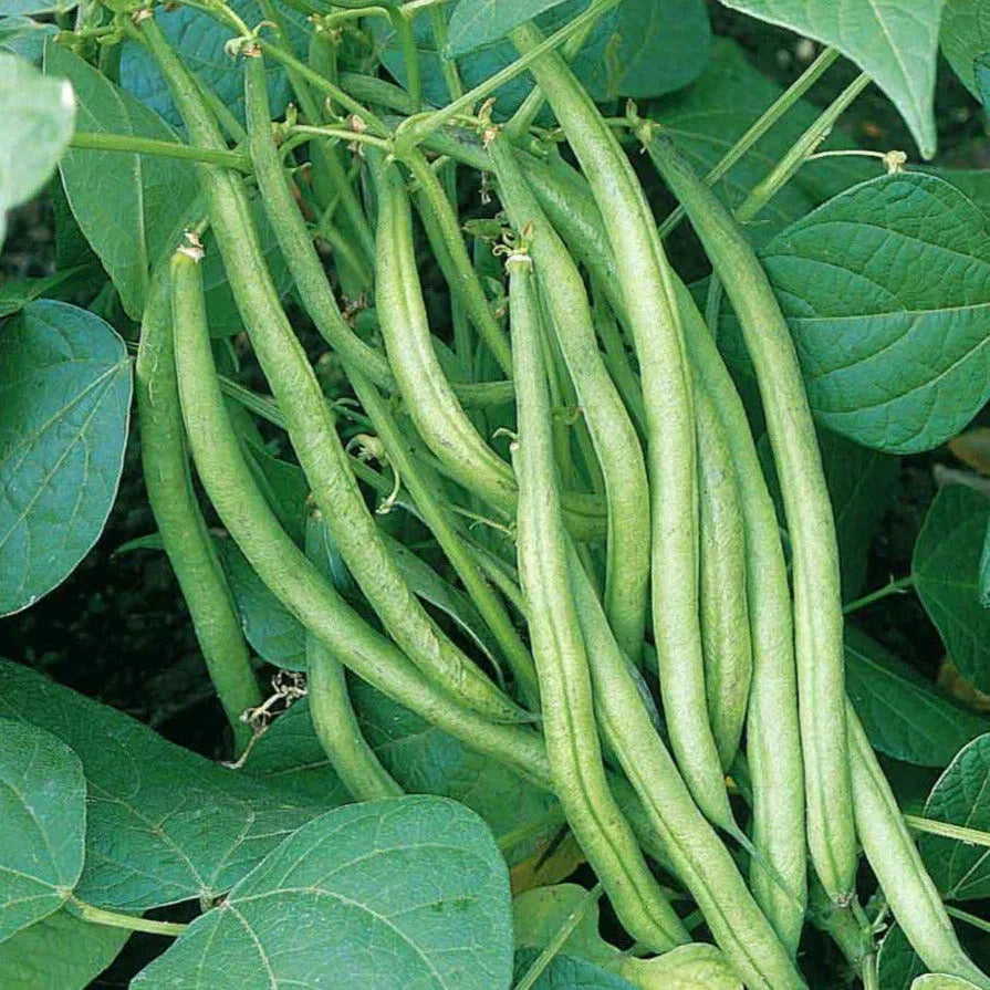 Tendergreen Green Bean Seeds – 30+ Count, Phaseolus vulgaris, Easy to Grow, High Germination, Home Garden, Climbing & Bush Varieties