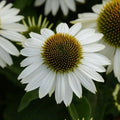 50 Blanco Coneflower Seeds - Echinacea purpurea Perennial White Flowers for Pollinators & Gardens