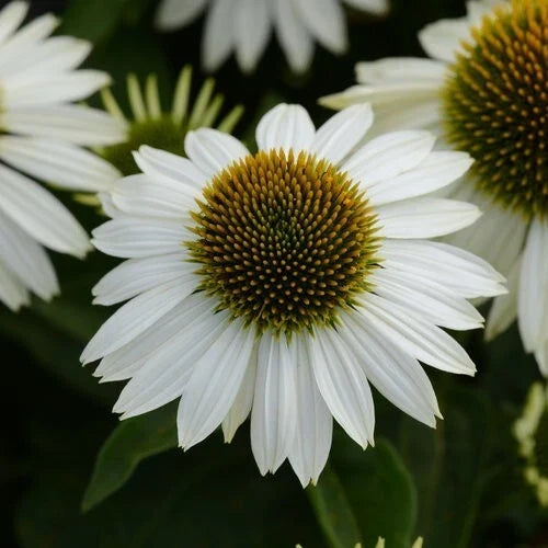 50 Blanco Coneflower Seeds - Echinacea purpurea Perennial White Flowers for Pollinators & Gardens