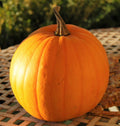 Connecticut Field Pumpkin Seeds | Heirloom Cucurbita pepo for Planting | Large Round Fall Pumpkins for Garden & Harvest