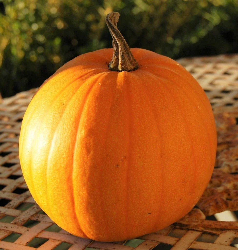 Connecticut Field Pumpkin Seeds | Heirloom Cucurbita pepo for Planting | Large Round Fall Pumpkins for Garden & Harvest