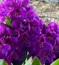Rhododendron Starter Plant - Florence Parks - Rare Pink & White Blooms - Well-Rooted Deciduous Shrub in 4-Inch Pot