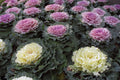 Ornamental Kale Seeds - 100 Non-GMO Heirloom Brassica oleracea for Colorful Fall Gardens, Decorative Leaves, Borders & Containers